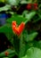 Orange crossandra flower