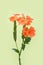 Orange crossandra flower, also known as firecracker flower isolated on a light green background