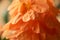 Orange crossandra flower close-up. Macro. Selective focus