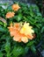 Orange crossandra flower closeup