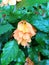 Orange crossandra flowers