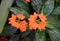 Orange Crossandra `Tropic Flame` flowers