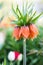 Orange crown imperial flowers Fritillaria imperialis
