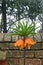 Orange crown imperial fritillary