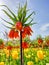 Orange crown imperial lily flower in front of a bed of tulips
