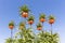Orange Crown Imperial Lily, latin name - Frittilaria imperialis