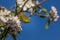 Orange-crowned Warbler