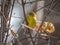 Orange-crowned Warbler