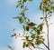Orange crowned warbler feeding on tree top