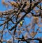 Orange crowned warbler feeding on tree top