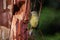 Orange-crowned Warbler resting on a cedar tree