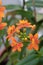 Orange Crucifix orchid, Epidendrum radicans, close-up flower and buds