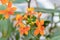 Orange Crucifix orchid, Epidendrum radicans, flower and buds
