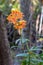 Orange Crucifix orchid, Epidendrum radicans, flowering