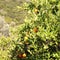 Orange cultivation at Lefkas in Greece