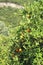 Orange cultivation at Lefkas in Greece