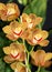 Orange Cymbidium orchids 3