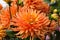 Orange Dahlia