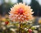 an orange dahlia flower in a garden