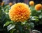 an orange dahlia flower in a garden