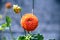 Orange dahlia flower and its bud, in the garden