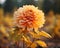 an orange dahlia flower in the middle of a field