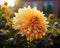 an orange dahlia flower with the sun shining behind it
