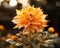 an orange dahlia flower in the sunlight