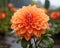 an orange dahlia flower with water droplets on it