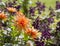 Orange dahlia flowers