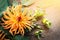 Orange Dahlia in sunlight on dark wooden table