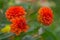 Orange dahlias on a green blurry background. A selective focus. The autumn. A school