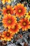 Orange daisies