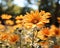 orange daisies blooming in a field with trees in the background