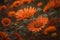 Orange daisies in the field. Shallow depth of field. ai generated