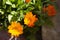 Orange daisies ground cover