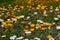 Orange Daisies, Kirstenbosch Botanical Garden nr Cape Town