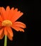 Orange Daisy on Black Background