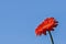 Orange Daisy blooming in a blue sky