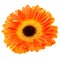 Orange daisy flower isolated on white