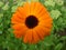 Orange daisy flower with waterdrops