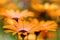 Orange Daisy Flowers