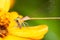 Orange damselfly eating prey on yellow flower