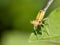 Orange damselfly on a leaf