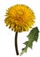 Orange Dandelion flower on a white isolated background with clipping path. Closeup. no shadows. For design. Side view.