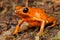 Orange dart frog