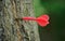 Orange dart stick in tree trunk, closeup