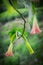 Orange Datura flowers or Angels trumpets.