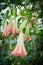 Orange Datura flowers or Angels trumpets.