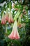 Orange Datura flowers or Angels trumpets.